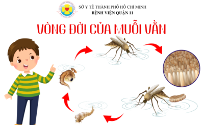 (HCDC) Vòng đời của muỗi vằn